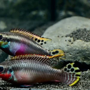Preiswert Smaragd-Prachtbarsch (Pelvicachromis taeniatus nigeria red)